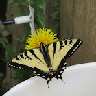 Eastern Tiger Swallowtail