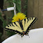 Eastern Tiger Swallowtail