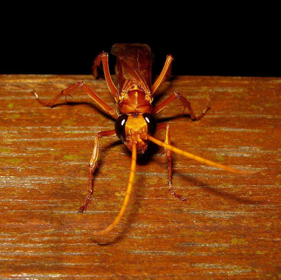 Orange wasp