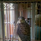 Falcon, American Krestel