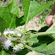 Green Lynx Spider