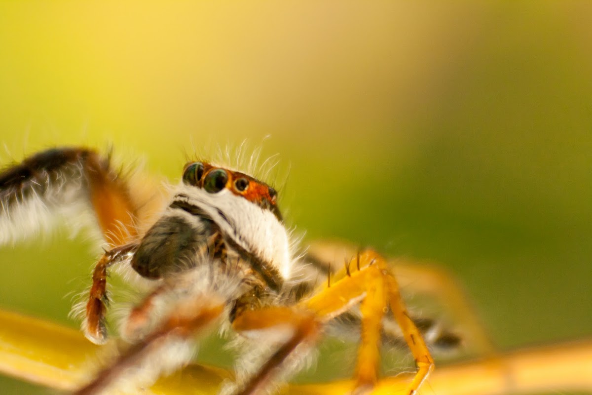 two-striped jumping spider