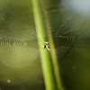 Venusta Orchard Orb-Weaver Spider