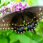 Black Swallowtail - Female