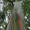 Rainbow eucalyptus