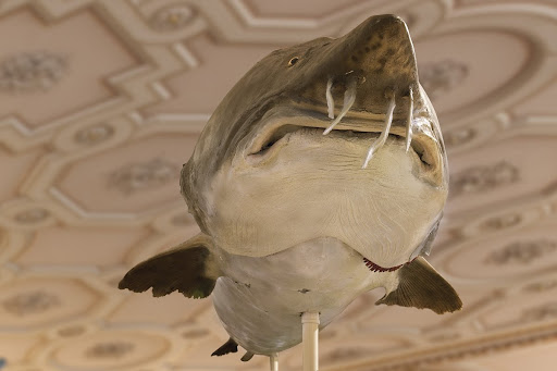 Hausen Google Arts Culture