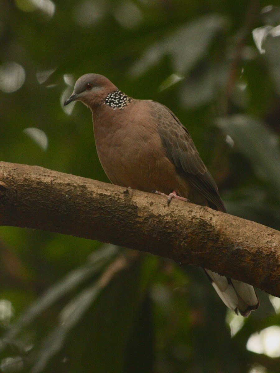 spotted dove