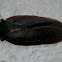 Bark Cockroach - male