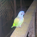 Blue-headed Parrot