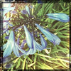 blue African lily