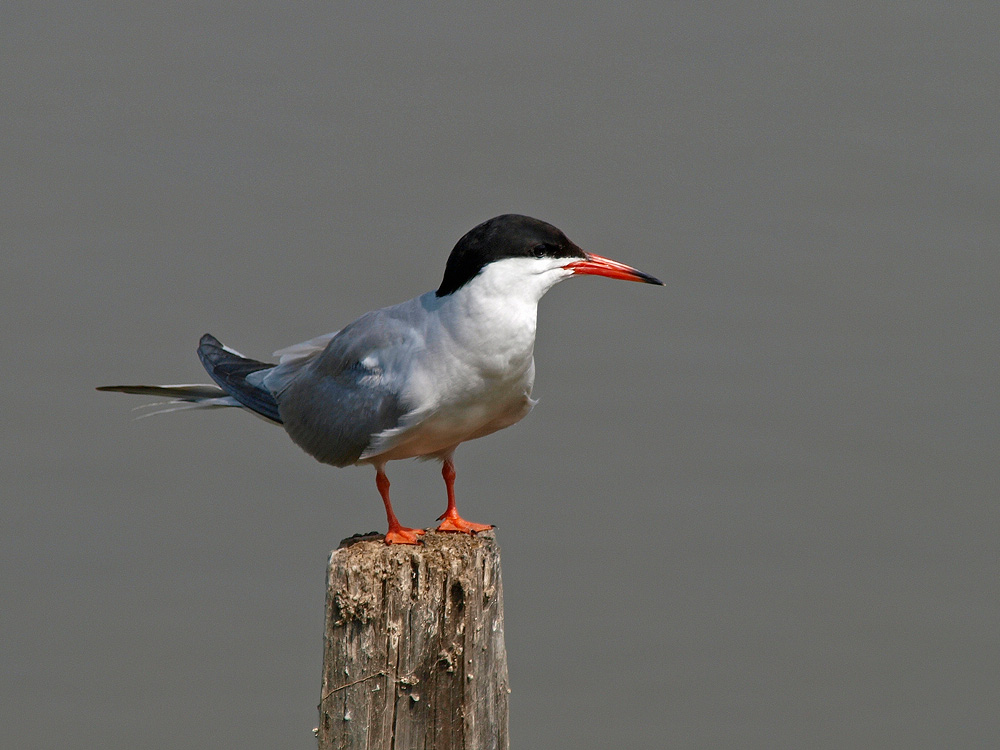 Charrán común (Common Tern)