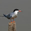 Charrán común (Common Tern)