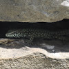 Common wall lizard