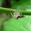 Two Striped Telamonia Spider