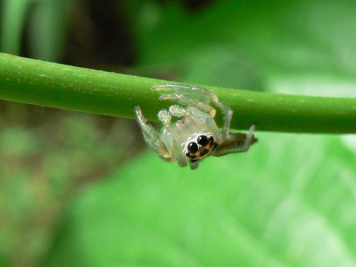 Two Striped Telamonia Spider