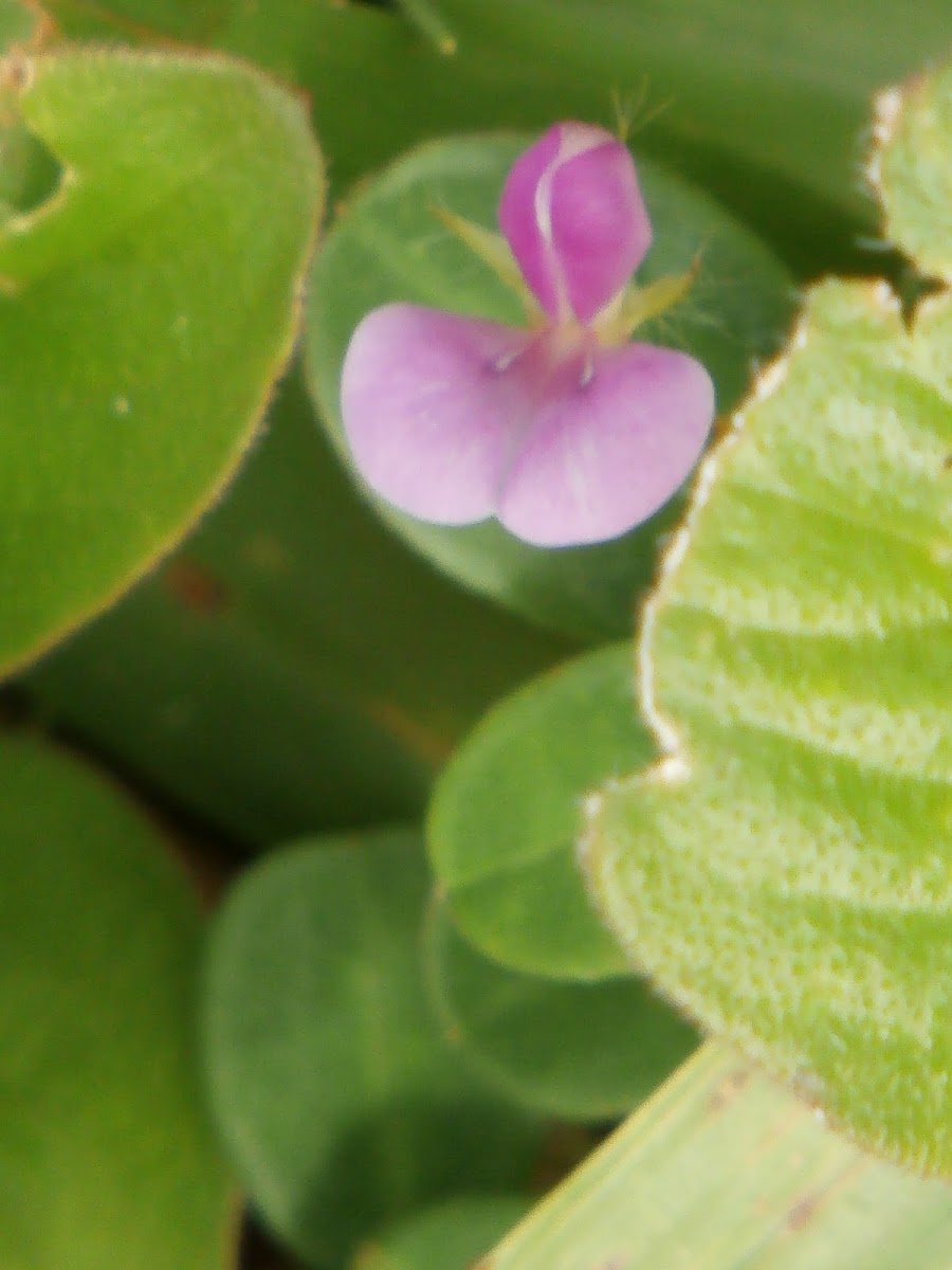 Greater Clover-leaved Desmodium