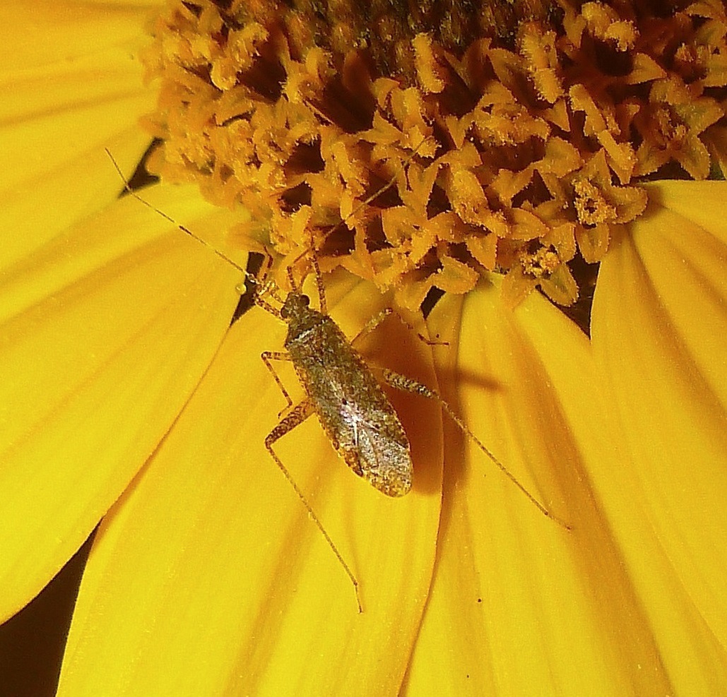 Mirid Bug feeding on a Flower