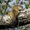 Smiths Bush Squirrel