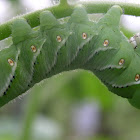 Carolina Sphinx, (larva).