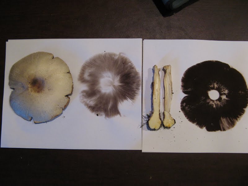 toxic agaricus (Agaricus placomyces) showing spore print color & yellow stem base [4 of 4]