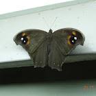 common evening brown