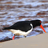 Pied Oystercatcher