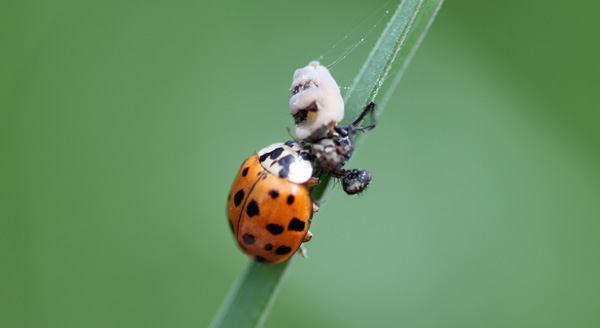 Multi-Colored Asian Lady Beetle