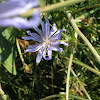 Chicory