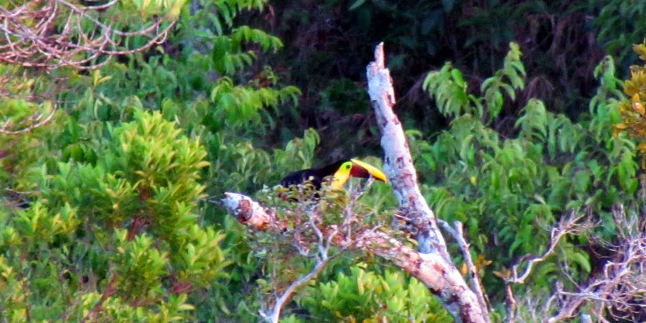 Yellow Throated Toucan 