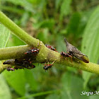Treehopper  with nimphs