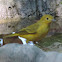 Yellow Warbler