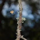 European gypsy moth larvae