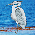 Blue Heron HD Apk