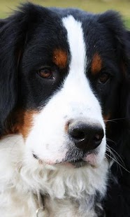Bernese Mountain Dogs Wallpap Screenshots 6
