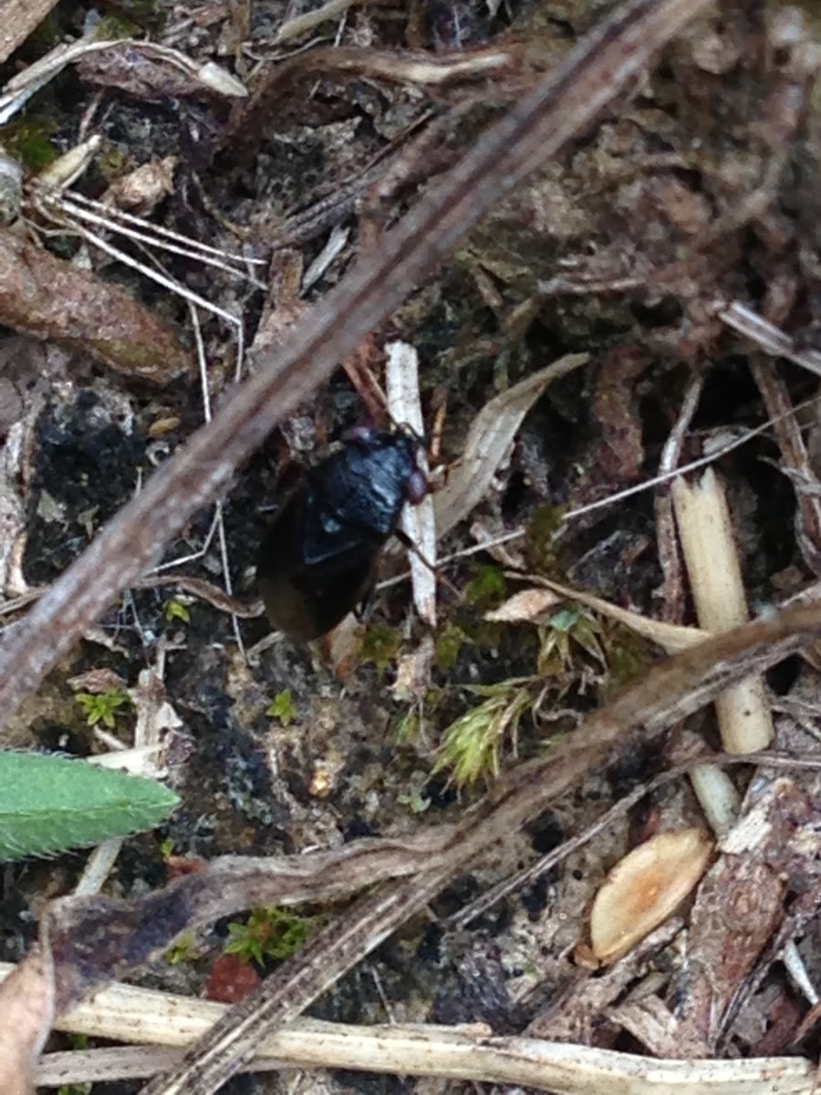 small black beetle