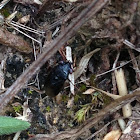 small black beetle