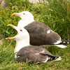 Great Black-backed Gull