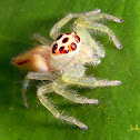 Juvenile Two-stripe Jumping Spider (Female)