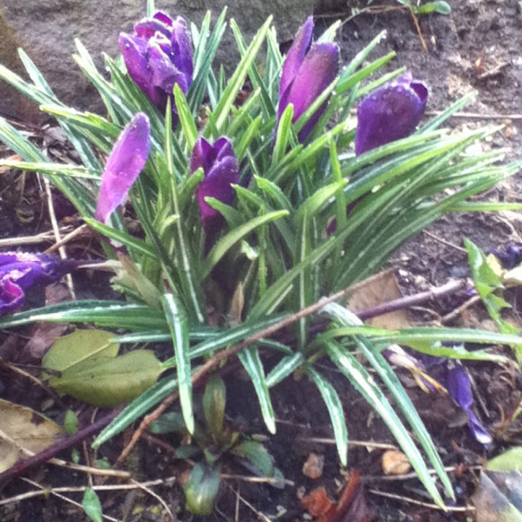 Crocus | Project Noah