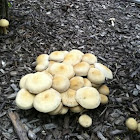 Sulfur Tuft Mushroom
