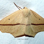 Yellow Slant-Line Moth