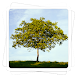 Aviary Effects: Classic icon