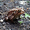 American toad