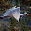 American White Ibis