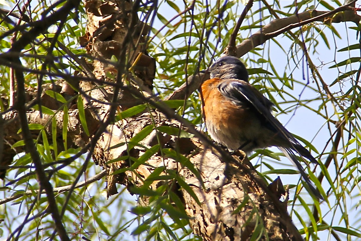 (Male) Western Bluebird