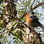 (Male) Western Bluebird