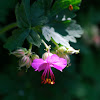 Prachtstorchschnabel, Broad-petaled geranium