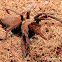 Philippine cave tarantula
