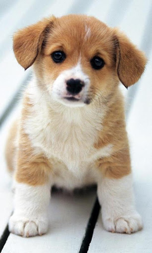 Cute Puppy Wallpaper.