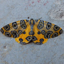 Leopard Moth.